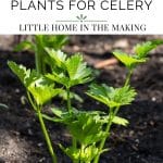 An upright celery plant in a garden bed.