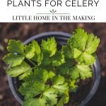 A small pot with celery started inside.