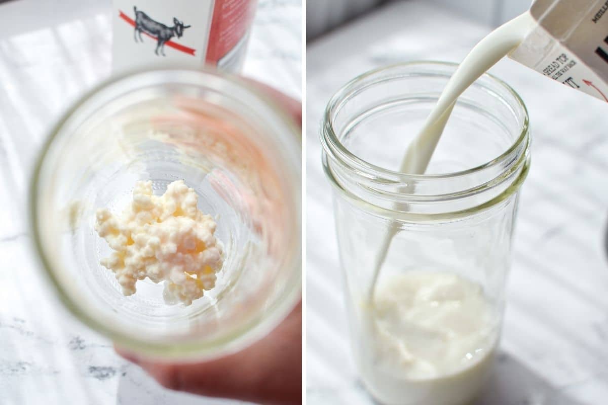Adding kefir grains to a jar, and then pouring in goats milk.