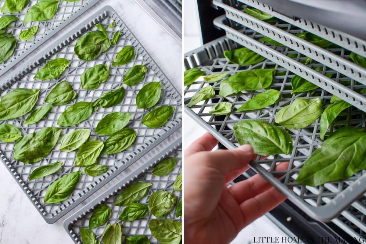 Adding basil to a dehydrating.