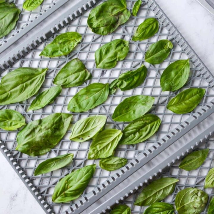 A tray of basil ready to be dried.