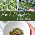 Adding basil to a dehydrator.