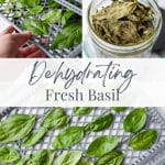 Adding fresh basil to a dehydrator tray.