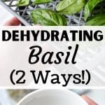 Adding basil leaves to a dehydrator.