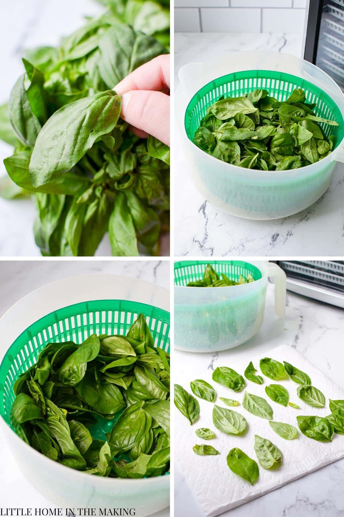 Cleaning basil in a salad spinner.