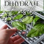 Adding a tray of basil to a dehydrator.
