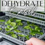 Adding basil to a dehydrator.