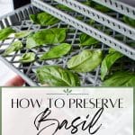 Adding basil to a dehydrator.