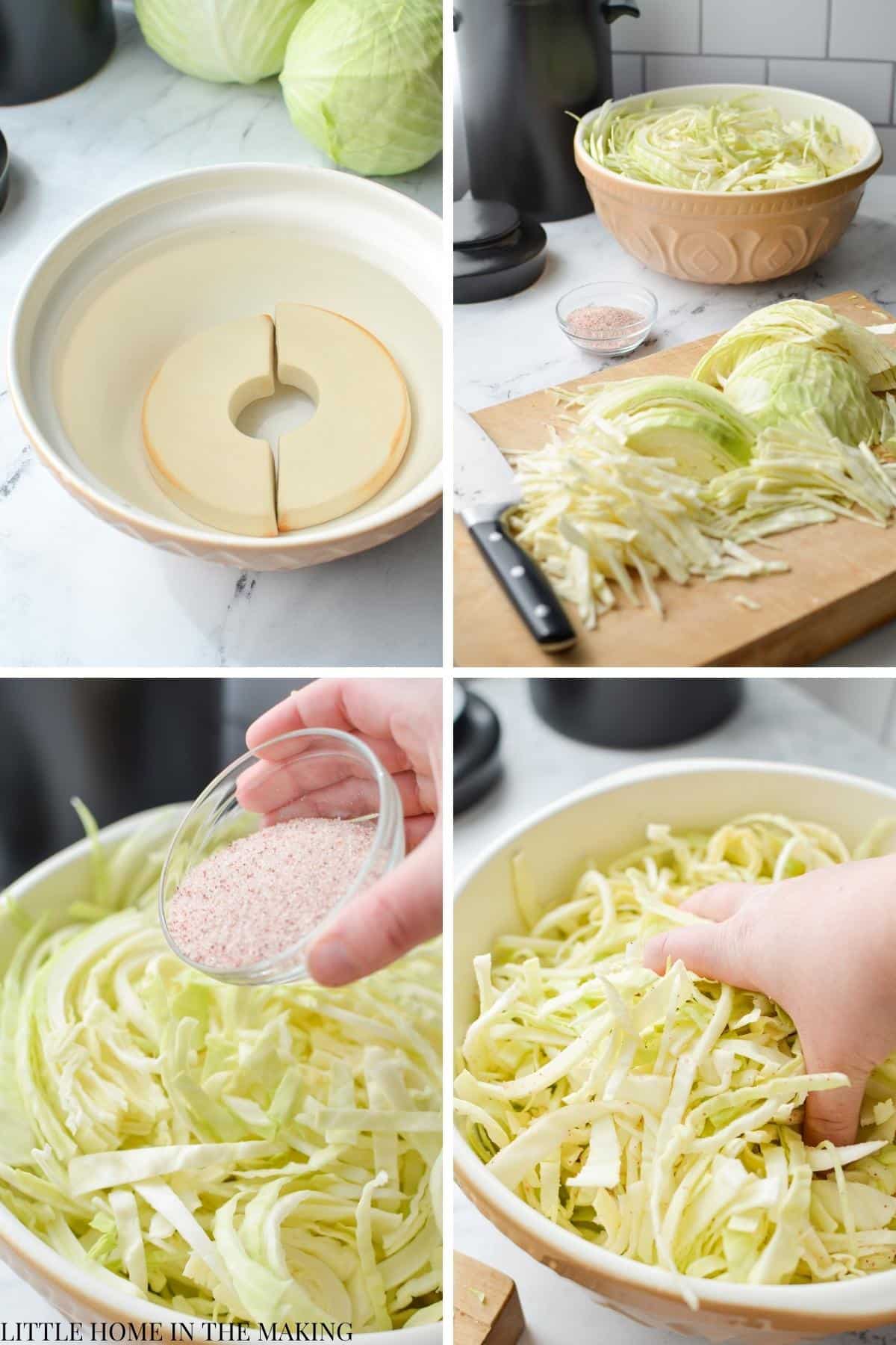 Shredded cabbage and tossing it with salt to make into sauerkraut.