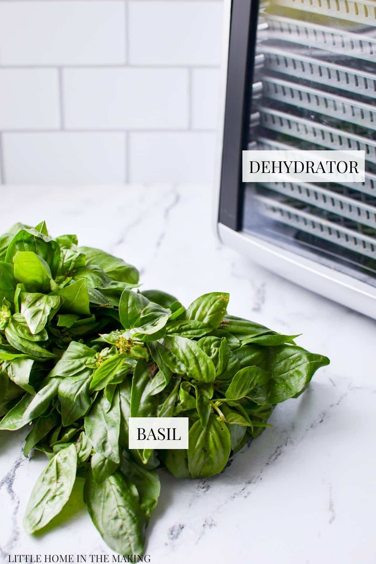 A bunch of basil with a dehydrator in the background.