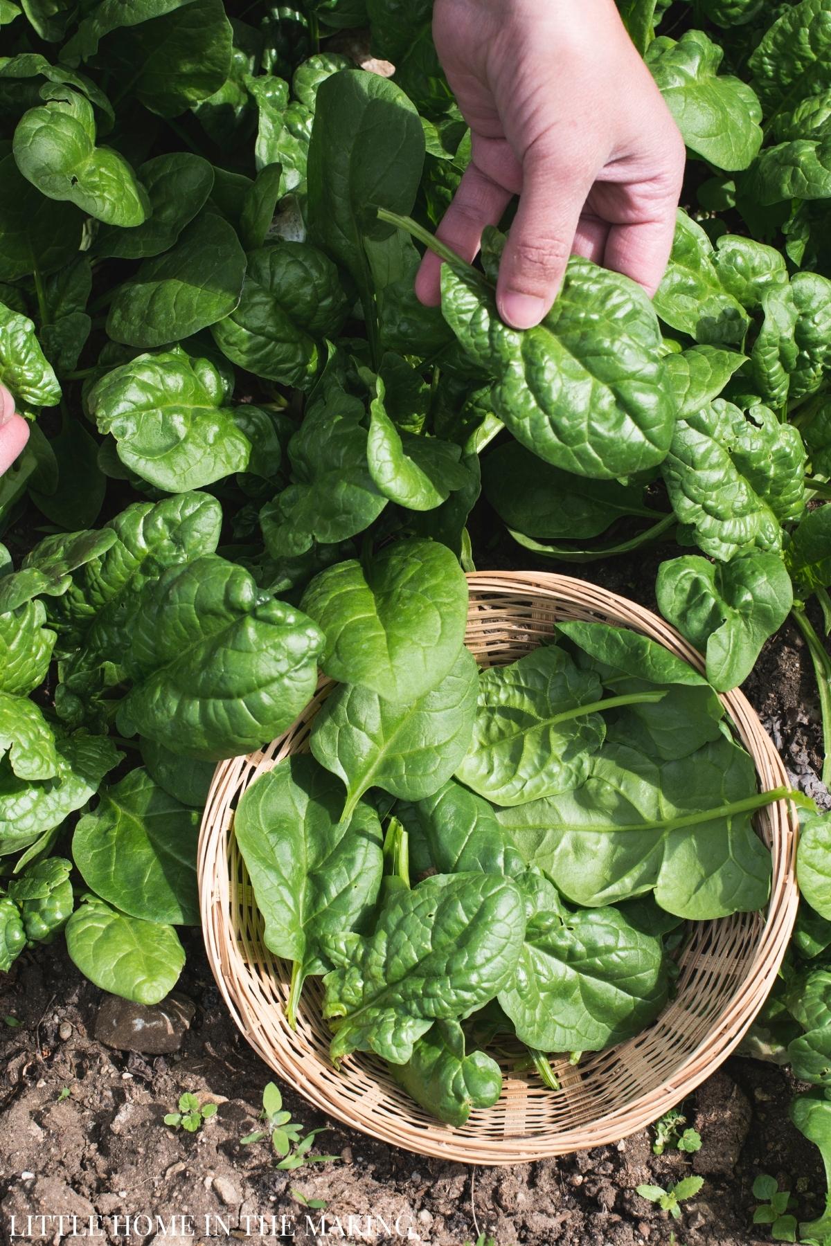 Picking spinach from a home garden patch.