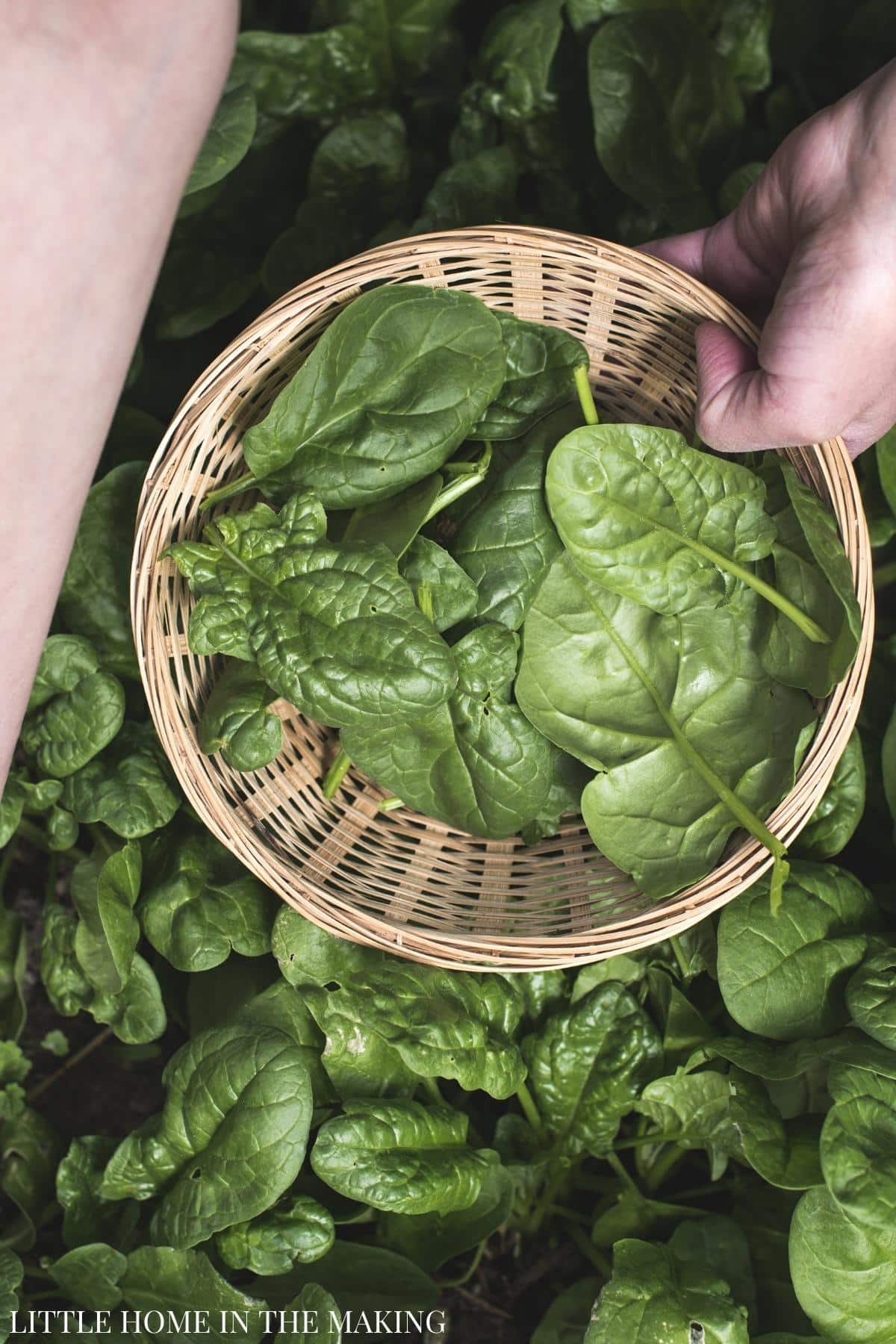 Collecting spinach in a wicker basket.