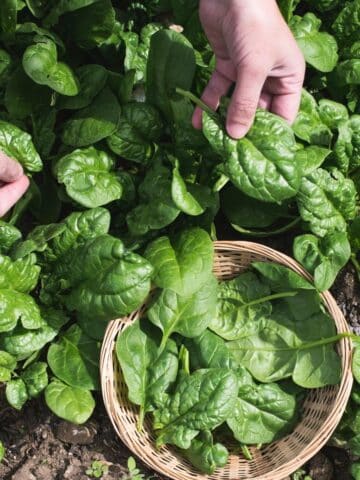A hand picking spinach from a garden patch.