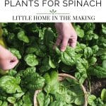 Removing spinach from a garden patch.