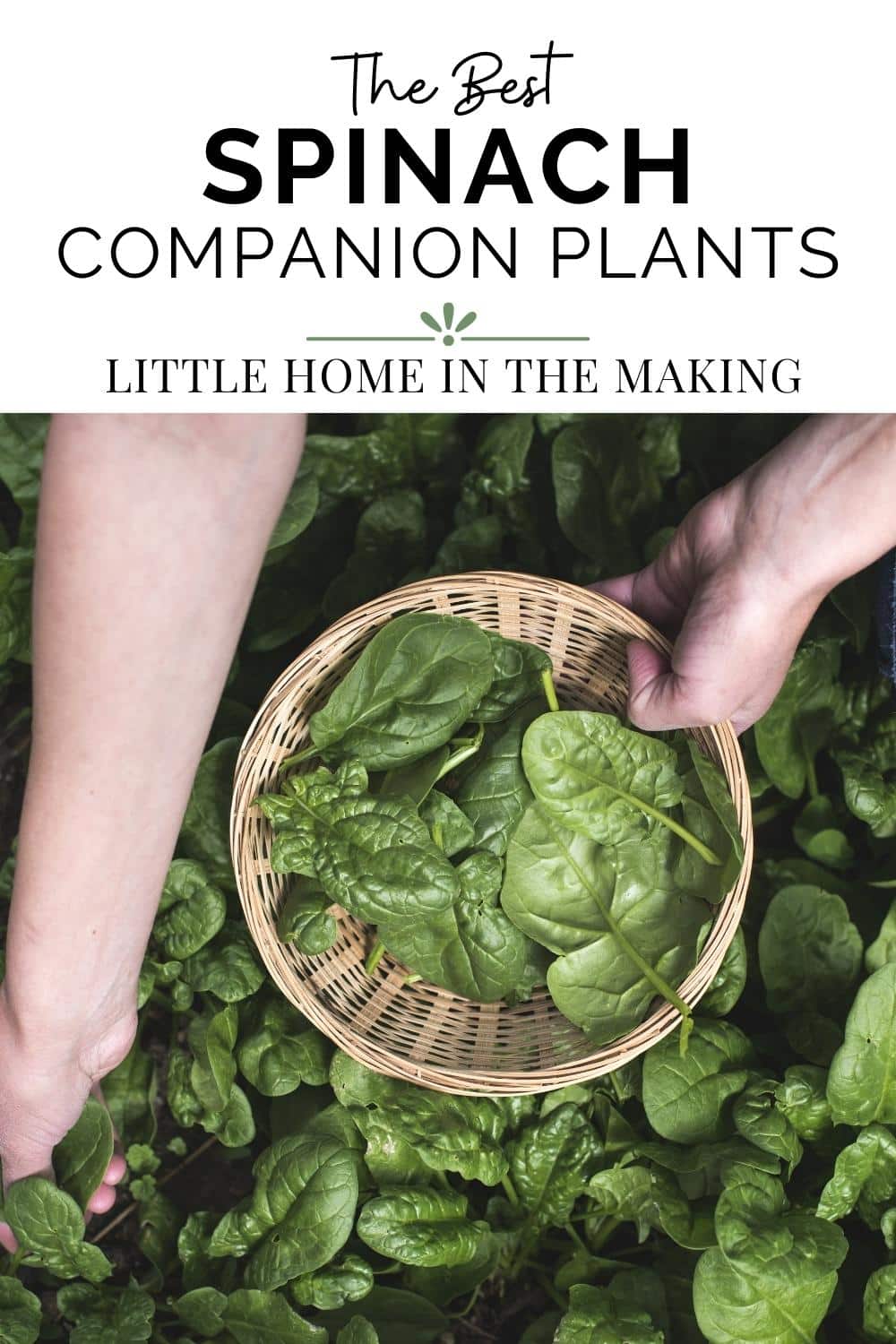 Spinach Companion Plants Little Home in the Making