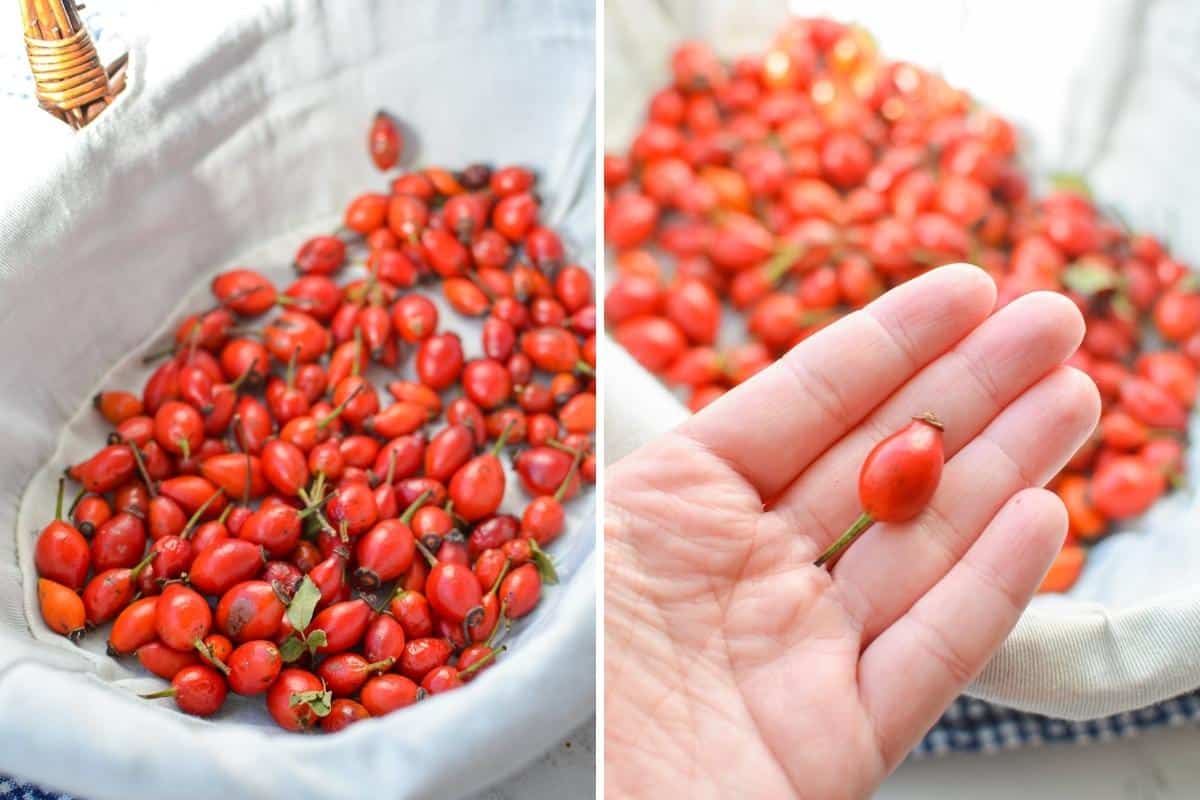 A basket of foraged rosehips.