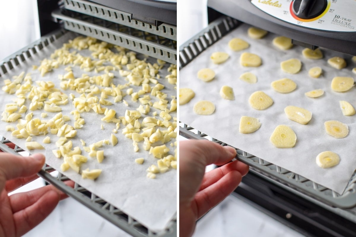 Adding trays of fresh garlic to a dehydrator.